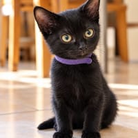 Pollux, chat à adopter