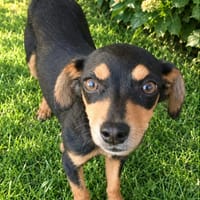 SOEURETTE, chienne à adopter