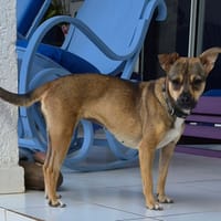 AKIRA, chienne à adopter