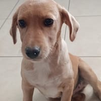 FRISQUETTE, chienne à adopter