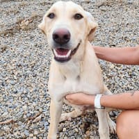 Pedri, perro en adopción