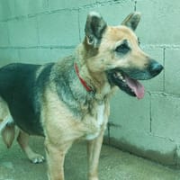 Conga, perra en adopción