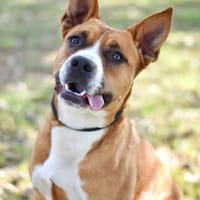 DARKO, chien à adopter