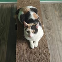 Lady, poezen ter adoptie