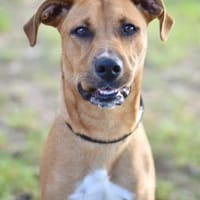 FLOCKY, chien à adopter