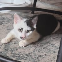 Pruim, poezen ter adoptie