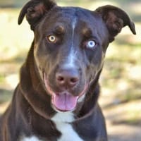 SONIC, chien à adopter