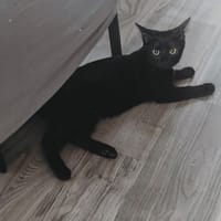 Peach, poezen ter adoptie