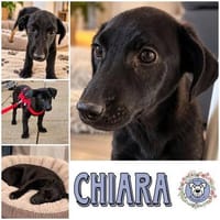Mini-Mäuschen CHIARA sucht ihr großes Glück!, Hündin zur Adoption