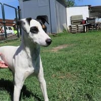 Olimpo sucht sein großes Glück  ein liebevolles Zuhause, Hund zur Adoption