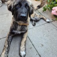 Roberto -verspielter, verschmuster junger Rüde sucht Zuhause, Hund zur Adoption