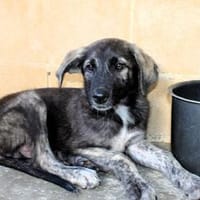 Schüchterne Cubarsi sucht sein 🏡für immer, Hund zur Adoption