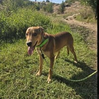 🐾 Junghund Mara sucht seine Menschen fürs Leben🐾, Hündin zur Adoption