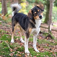 Shelly  aktive Mischlingshündin sucht liebevolle Menschen, Hündin zur Adoption