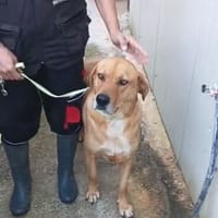 Andreas, Hund zur Adoption