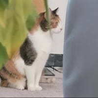 Emma Glückskeks sucht Jackpot, Katze zur Adoption