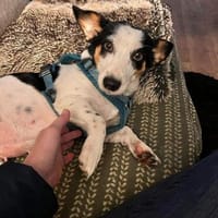 DRINGEND MAVI sucht, Hündin zur Adoption