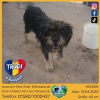 Trudi will ankommen, Hündin zur Adoption