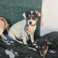 Baby Valea möchte Ihr Köfferchen packen 💕, Hündin zur Adoption