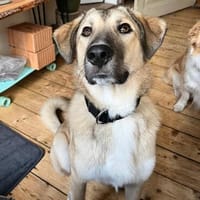 Miles - lernbereiter & menschenbezogener junger Rüde auf PS, Hund zur Adoption