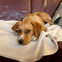 Lino - anhänglich - freundlich - verspielt, Hund zur Adoption