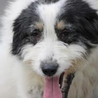 Muri - hübscher Wuschelrüde, Hund zur Adoption