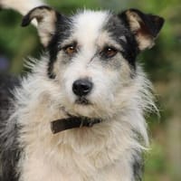 Sinco - kinderlieber Familienrüde, Hund zur Adoption