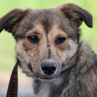 Finjo - kinderlieb u. verspielt, Hund zur Adoption