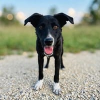 Die pechschwarze Rula will die bunte Welt entdecken!, Hündin zur Adoption
