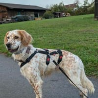 Der liebe Siro sucht sein Zuhause, Hund zur Adoption