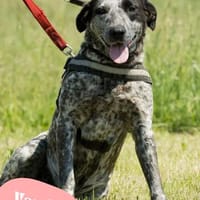 💙 VANDA  ruhig, treu und voller Liebe 💙, Hündin zur Adoption
