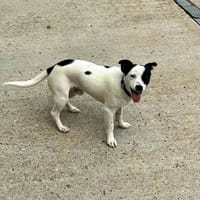 der lustige Max sucht seine Menschen fürs Leben., Hund zur Adoption