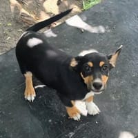 🐾 Welpe Vigo sucht sein Für-immer-Zuhause! 🏡❤, Hund zur Adoption
