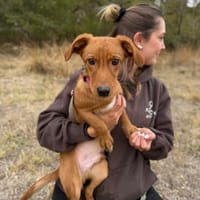 Sawyer-Quirliger, neugieriger Welpenjunge sucht sein Zuhause, Hund zur Adoption