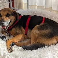 OldLady ♥Molly♥ liebevolle gesellige Seele einer Seniorin, Hündin zur Adoption