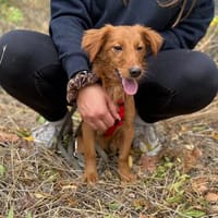 Sandy Quirliges Hundemädchen sucht ein liebevolles Zuhause, Hündin zur Adoption