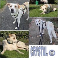 CRYSTAL ° sensible, sanfte Hündin, Hündin zur Adoption