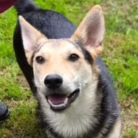 Zuckersüße ROSIE, Hündin zur Adoption