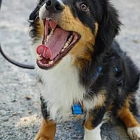 Unser Goldschatz Amano sucht seine Menschen, Hund zur Adoption