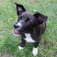 Verspielte Junghündin POPPY sucht ihr Zuhause!, Hündin zur Adoption