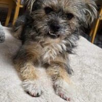 Viviene 32 cm (Pflegestelle), Hündin zur Adoption