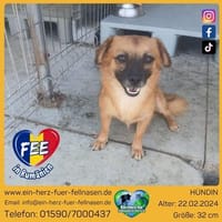 Eine Fee flattert in dein Zuhause, Hündin zur Adoption