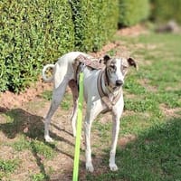 Wunderschöne rumänische Windhündin sucht ihr Für-Immer-Zuhau, Hündin zur Adoption