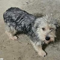 Kaya ... kleine Wuschelhündin wartet auf DICH, Hündin zur Adoption