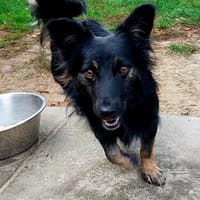 Dynya sucht ihr Für-immer-Zuhause!, Hündin zur Adoption