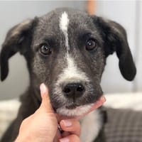 Fritzi - kleine Schönheit mit großen Kulleraugen, Hündin zur Adoption
