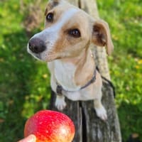 Ela - kleines Fräulein Fröhlich, Hündin zur Adoption