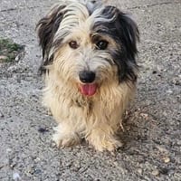 Fridolin ... wunderschön und auf der Suche, Hund zur Adoption