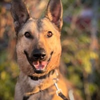 Grinder  cleverer Schäferhund-Mix sucht Zuhause, Hund zur Adoption