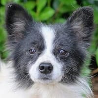 Schüchterne Betty sucht ein geduldiges Zuhause, Hündin zur Adoption